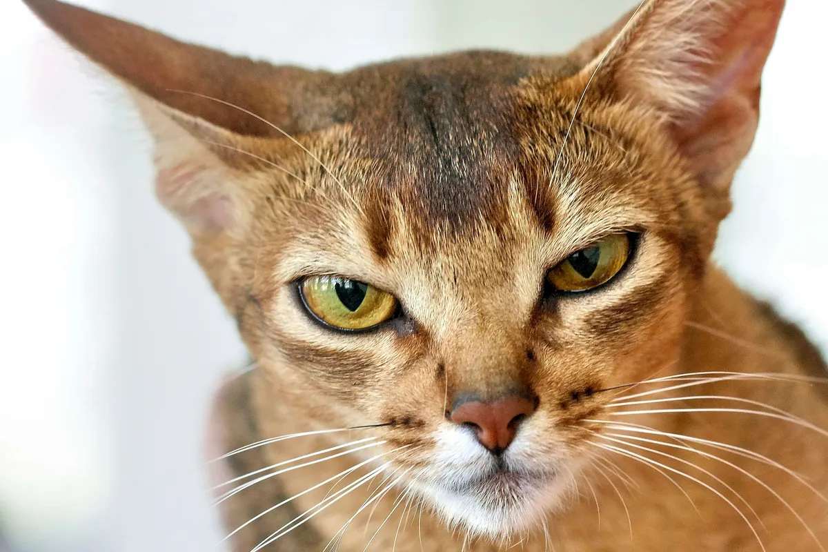 Brown tabby Abyssinian cat with striking eyes and ticked coat