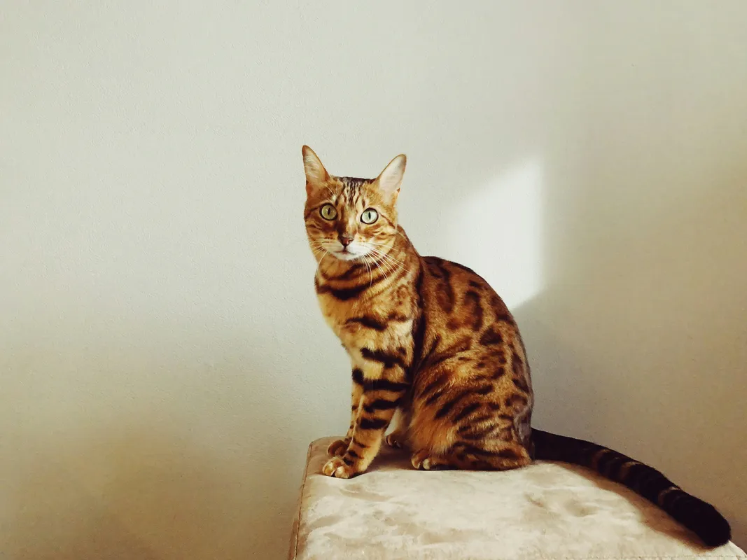 Bengal cat with distinctive spotted tabby coat sitting upright on a cushion against a neutral background
