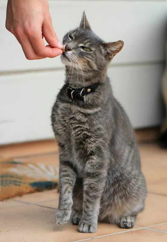 Gray tabby cat with a collar sitting upright and sniffing a treat held by a human hand