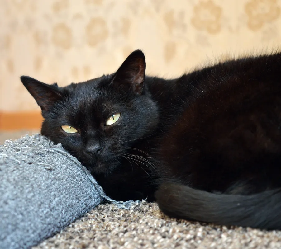 Black cat resting on a carpeted cat tree scratching post platform