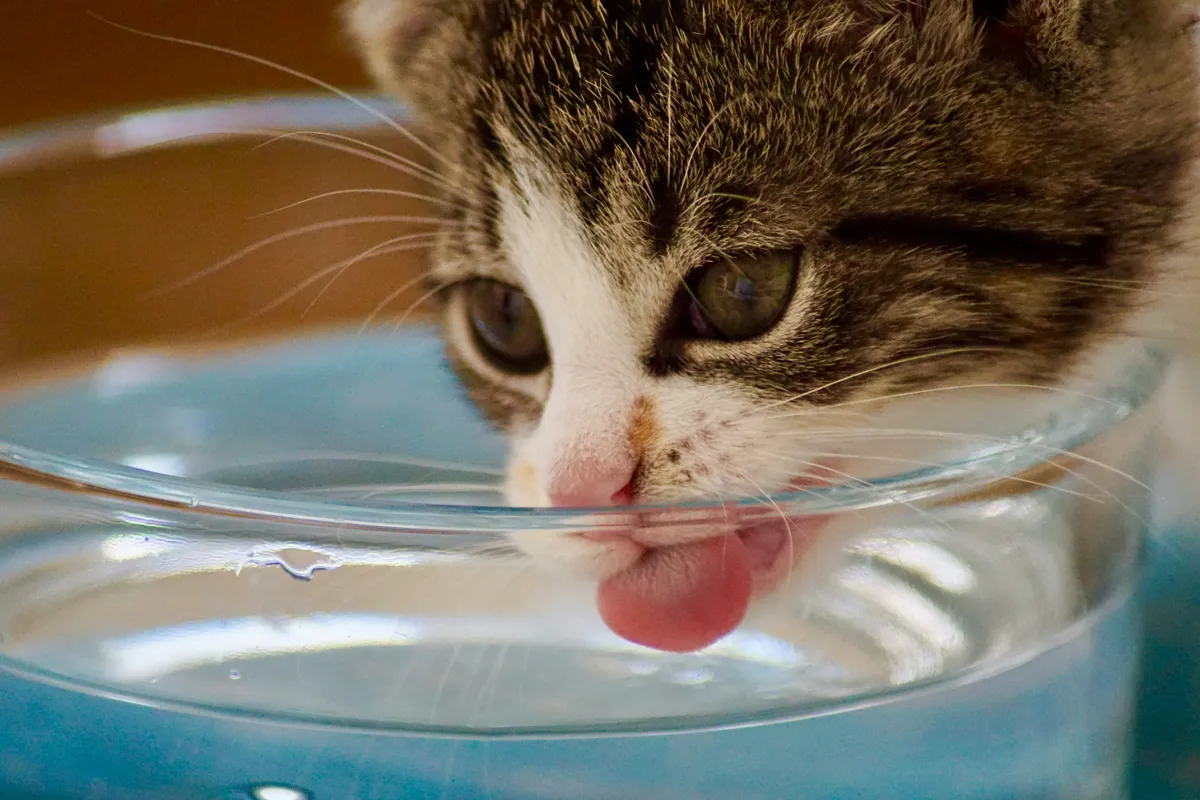 Tabby cat drinking water from a clear glass bowl, tongue extended into the water