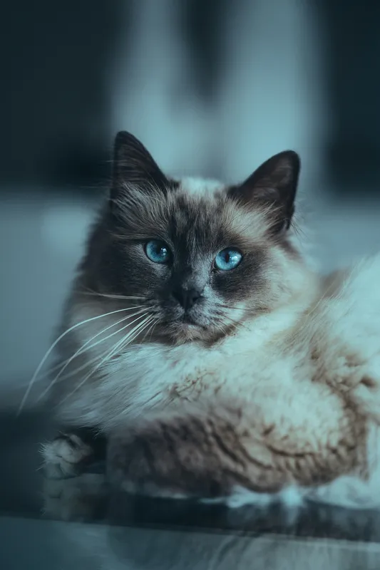 A fluffy Birman-type cat with striking blue eyes and a seal color-point coat resting calmly