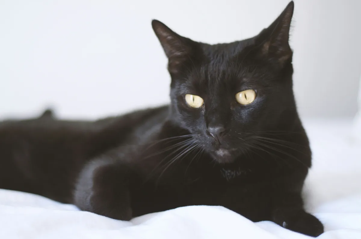Sleek black Bombay cat with golden eyes resting on white fabric