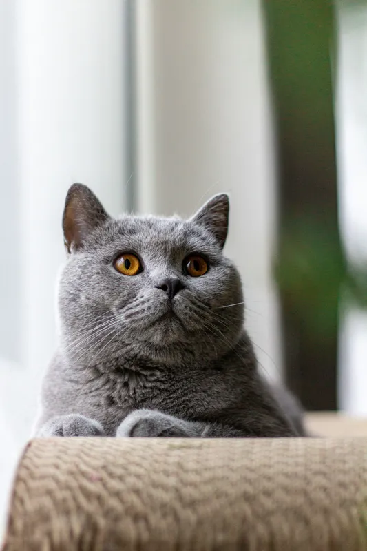 Grey British Shorthair cat with golden amber eyes looking directly at the camera while resting near a scratching post