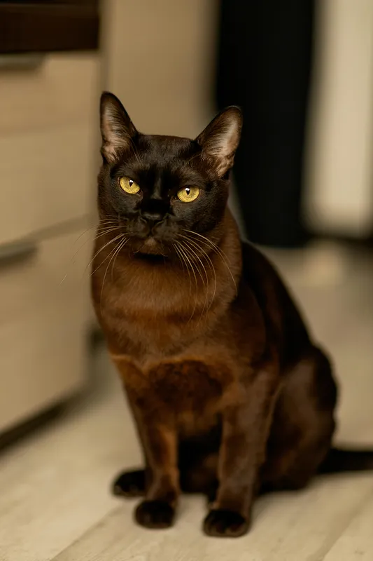 A sable Burmese cat with golden eyes sitting upright on a light floor