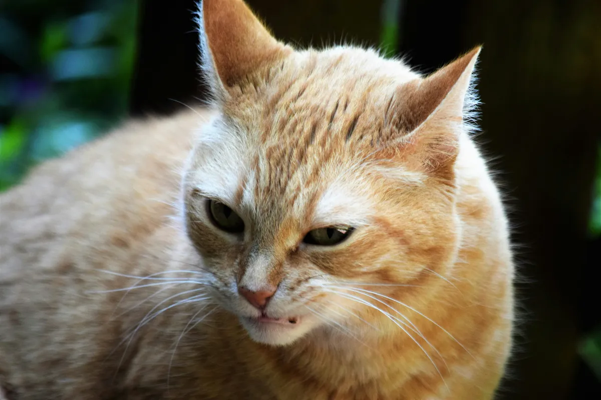 Close-up of an orange tabby cat with half-closed eyes and alert ears, showing expressive feline facial body language