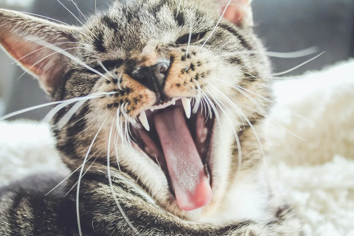 Close-up of a brown tabby cat yawning with mouth wide open, showing sharp teeth and fangs