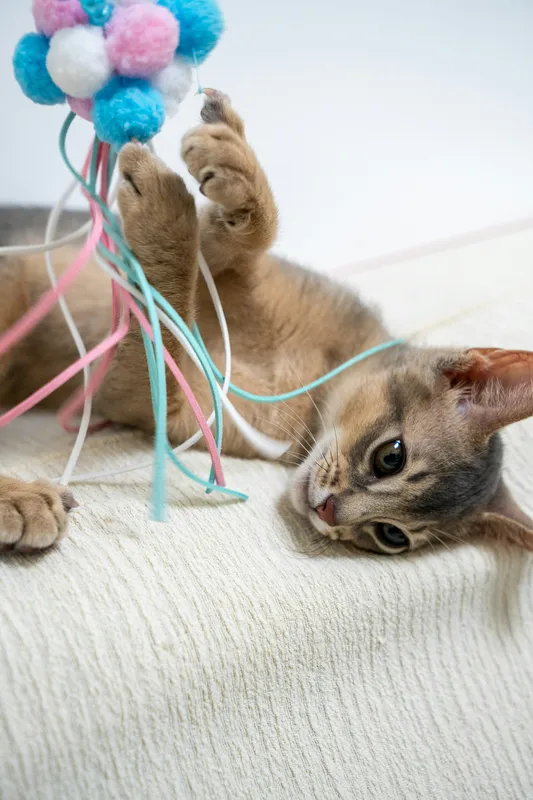 Kitten lying on its back batting at a colorful pom pom and ribbon cat toy