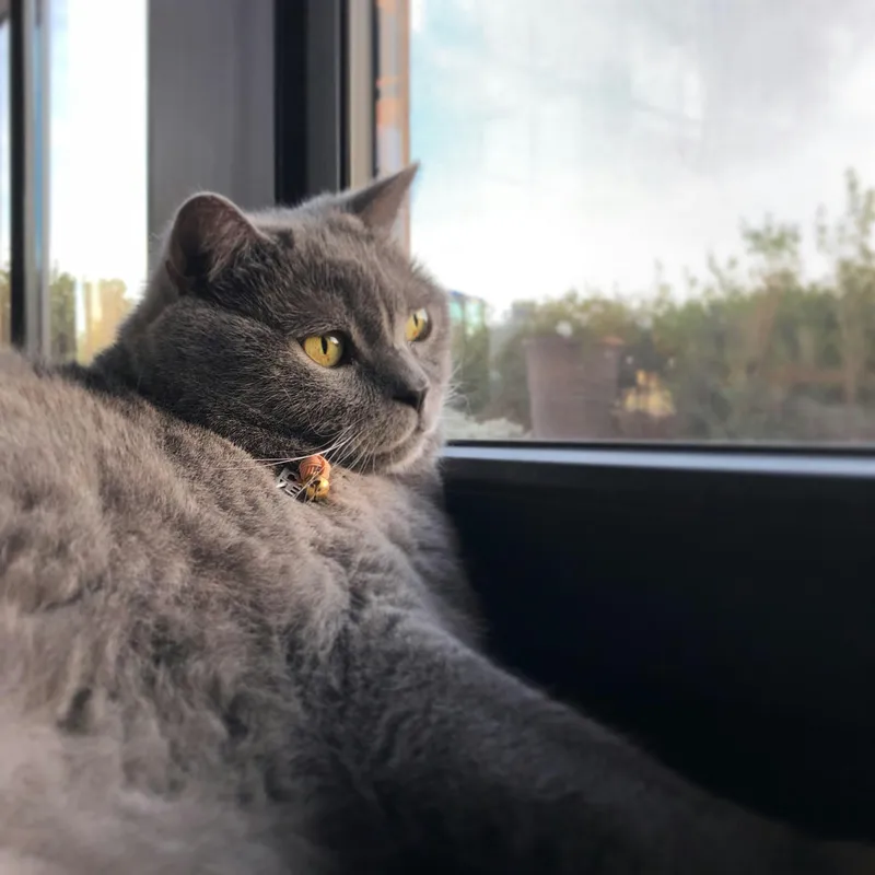 Blue-gray Chartreux cat with golden amber eyes resting peacefully beside a glass window