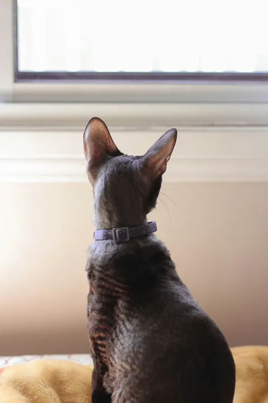 Cornish Rex cat with short curly coat and large ears wearing a collar, looking out a window from a cushion