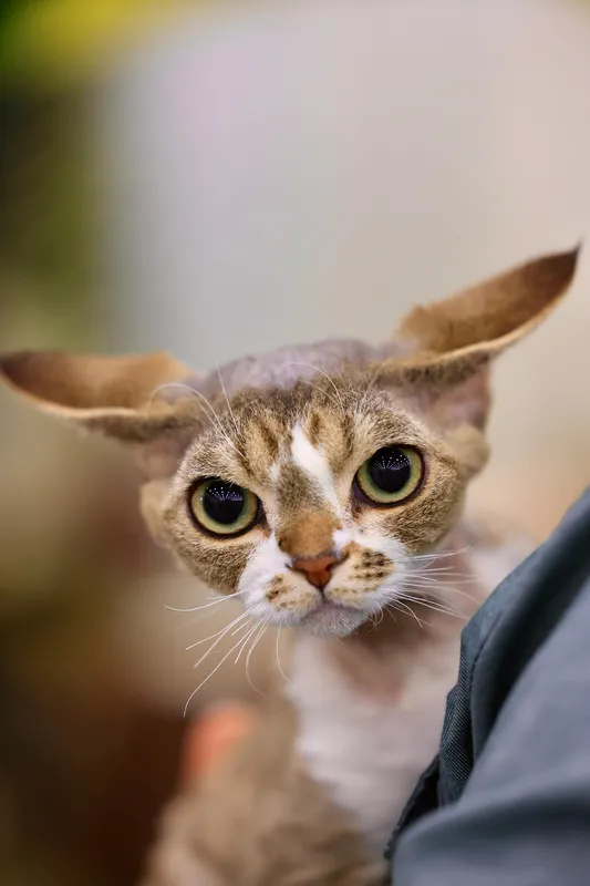 Close-up of a tabby Devon Rex cat with large bat-like ears, big round eyes, and a pixie-like face