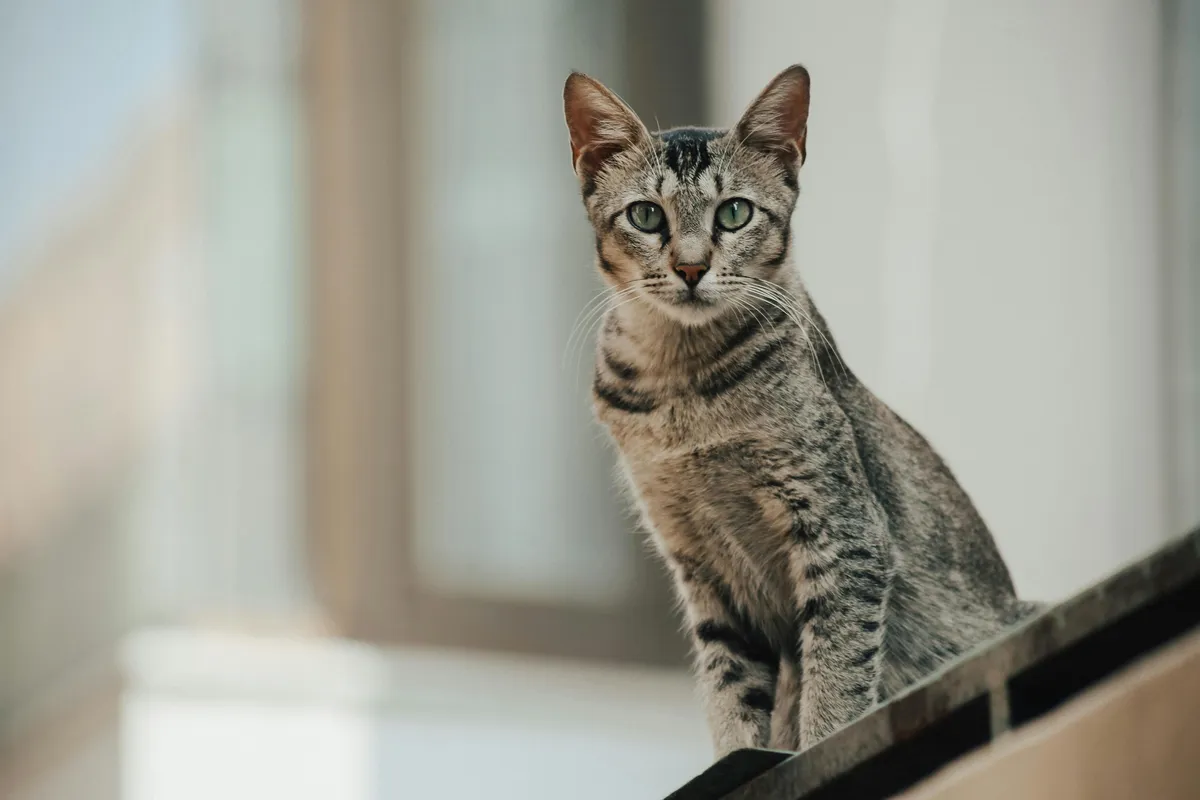 Silver-spotted tabby cat with striking green eyes sitting upright and looking directly at the camera with a soft blurred background