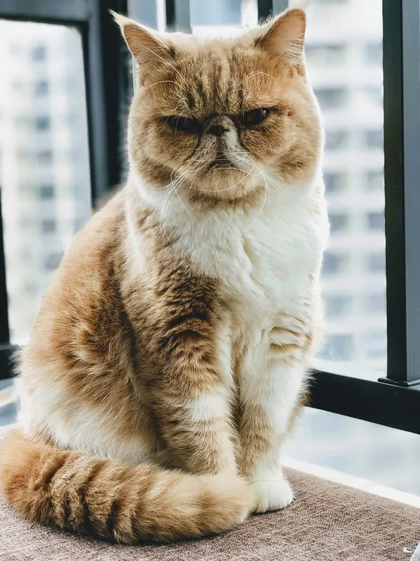 Golden and white Exotic Shorthair cat with a flat face sitting by a glass window