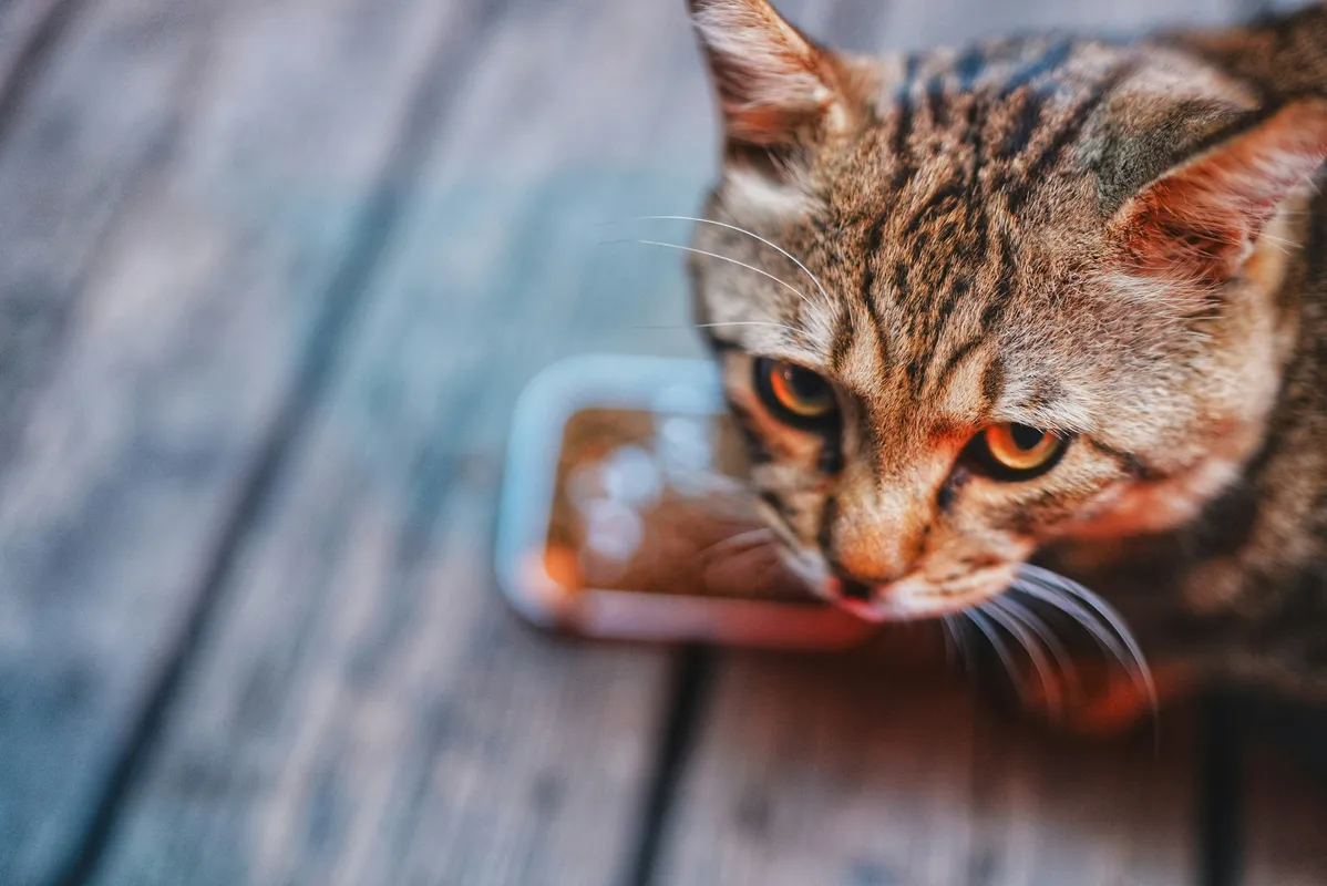 Close-up of a tabby cat eating from a small glass dish on a wooden surface