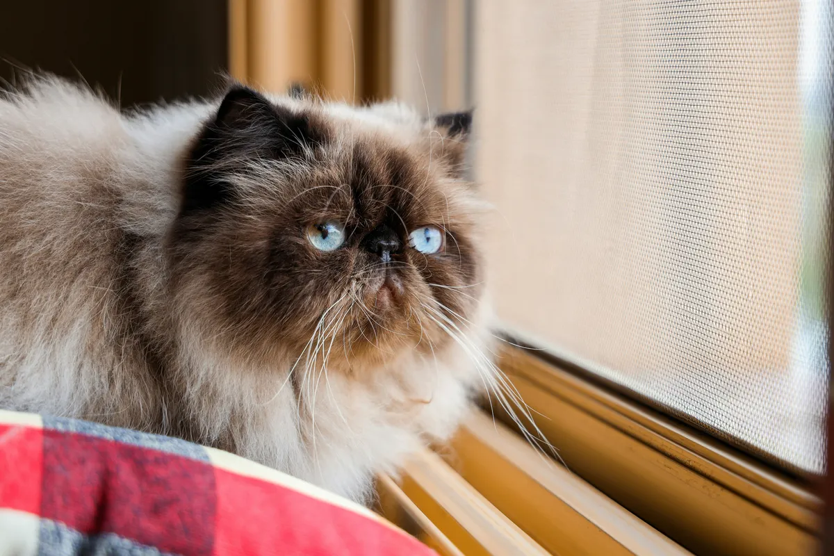 Seal-point Himalayan cat with bright blue eyes and long fluffy coat sitting by a window