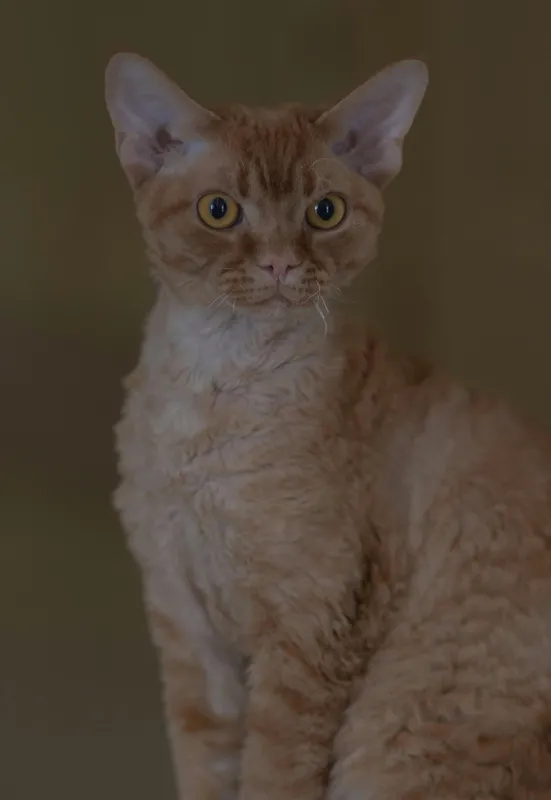 Close-up of an orange curly-coated LaPerm cat with large ears and golden eyes looking directly at the camera