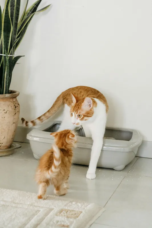 Orange tabby cat sniffing a gray litter box next to a houseplant in a bright room