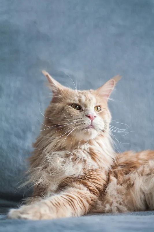 Orange cream Maine Coon cat with tufted ears and long fluffy fur lounging against a blue-grey background