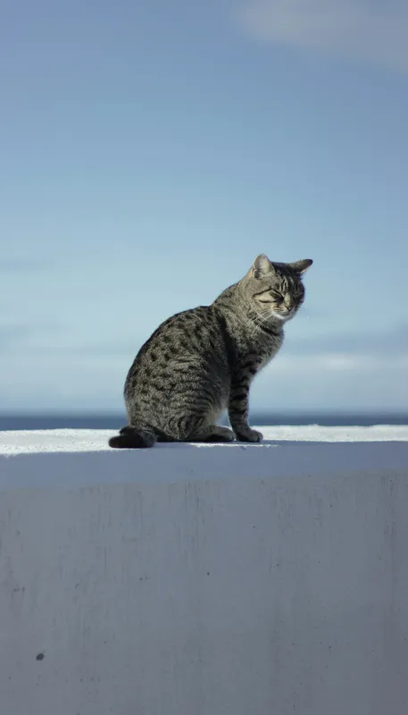 Tabby cat sitting on a white ledge with blue sky and ocean in the background