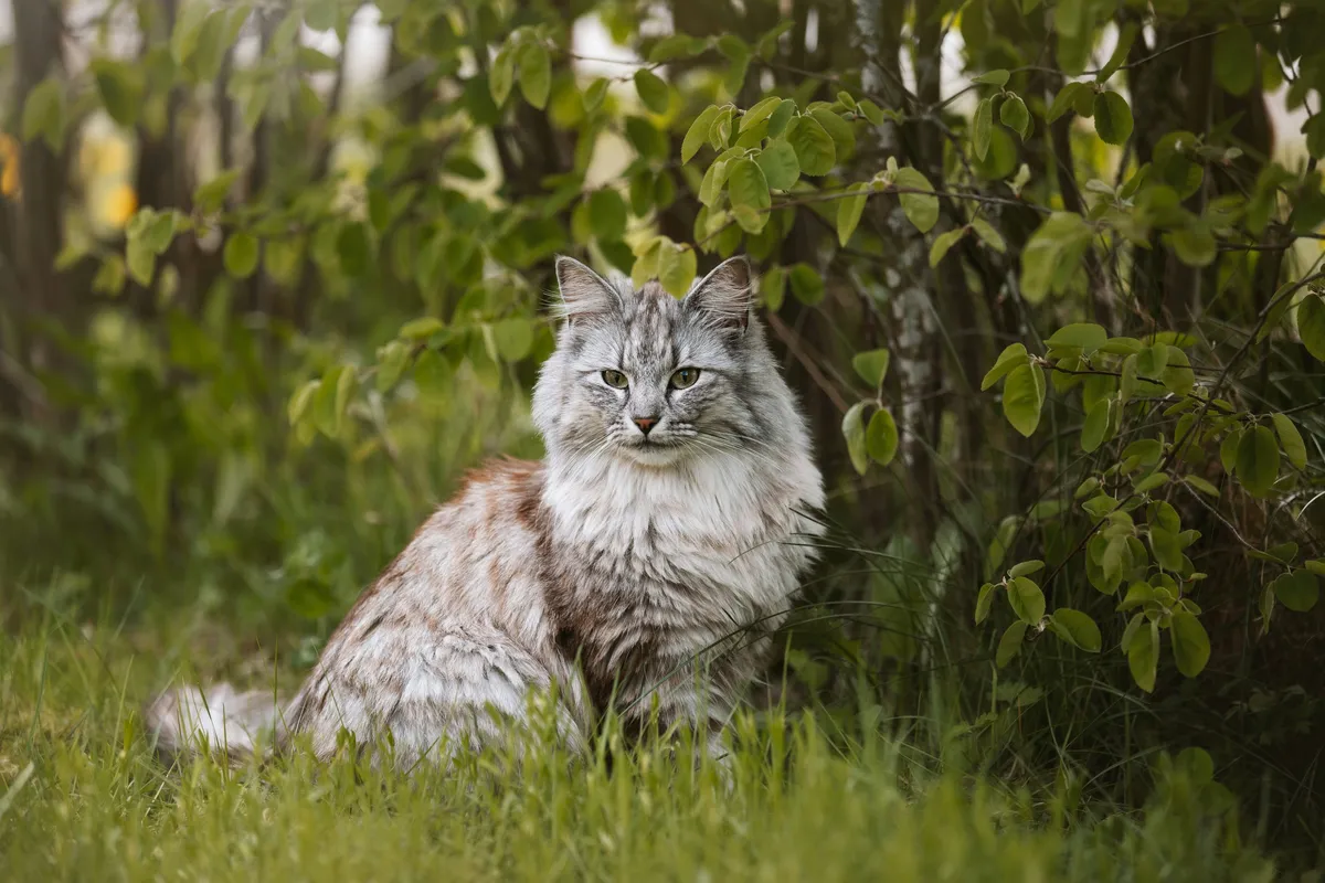 Silver tabby Norwegian Forest Cat with a thick fluffy coat sitting in tall green grass surrounded by leafy foliage