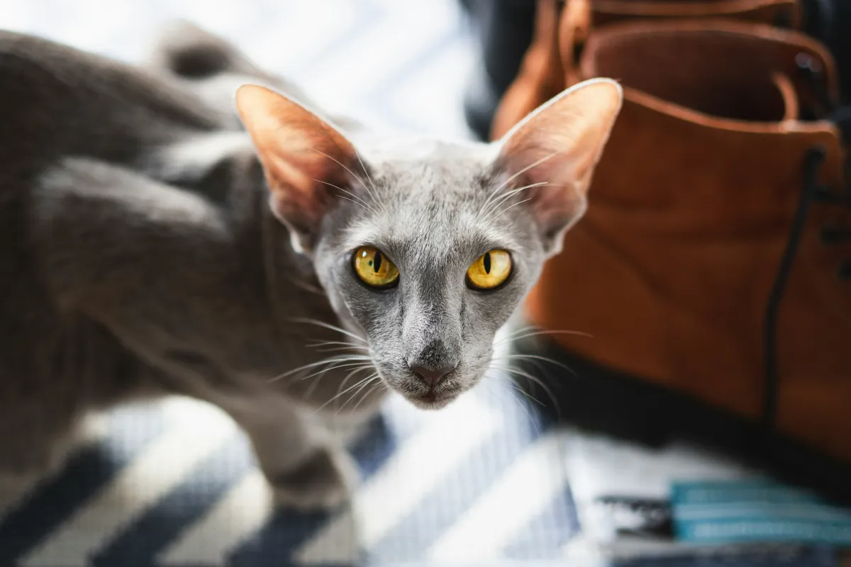 Gray Oriental Shorthair cat with large pointed ears and striking amber eyes looking directly at the camera