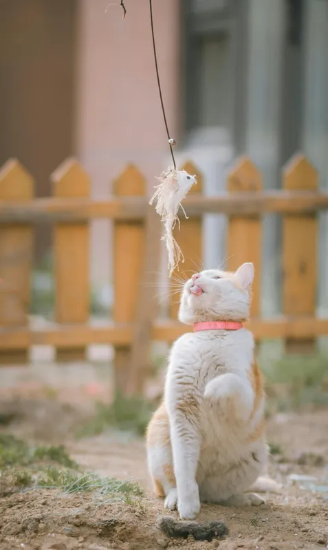 Orange and white cat reaching up to play with a feather toy dangling from a string outdoors