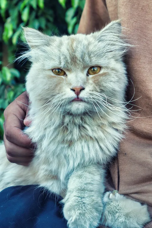 Fluffy silver Persian cat with golden eyes and long luxurious coat held gently against a green leafy background