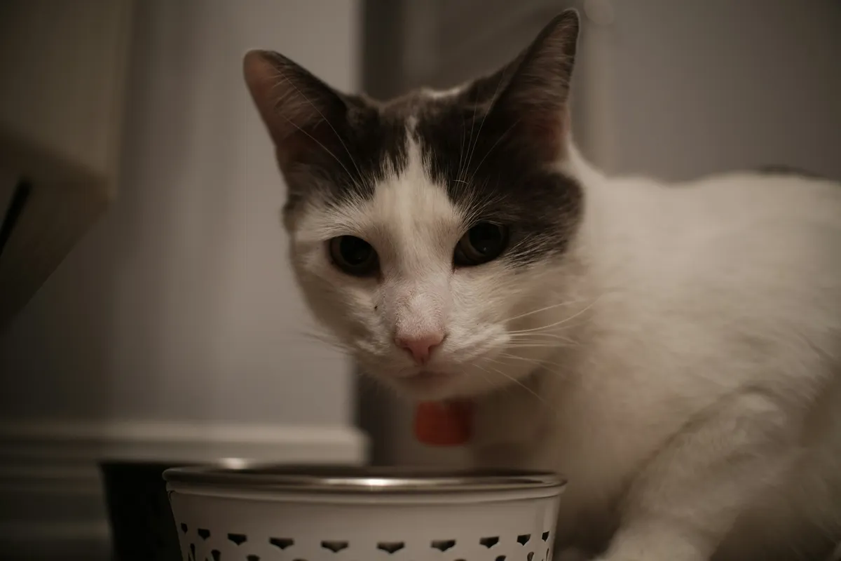 Black and white cat with green eyes looking hesitantly at a metal food bowl