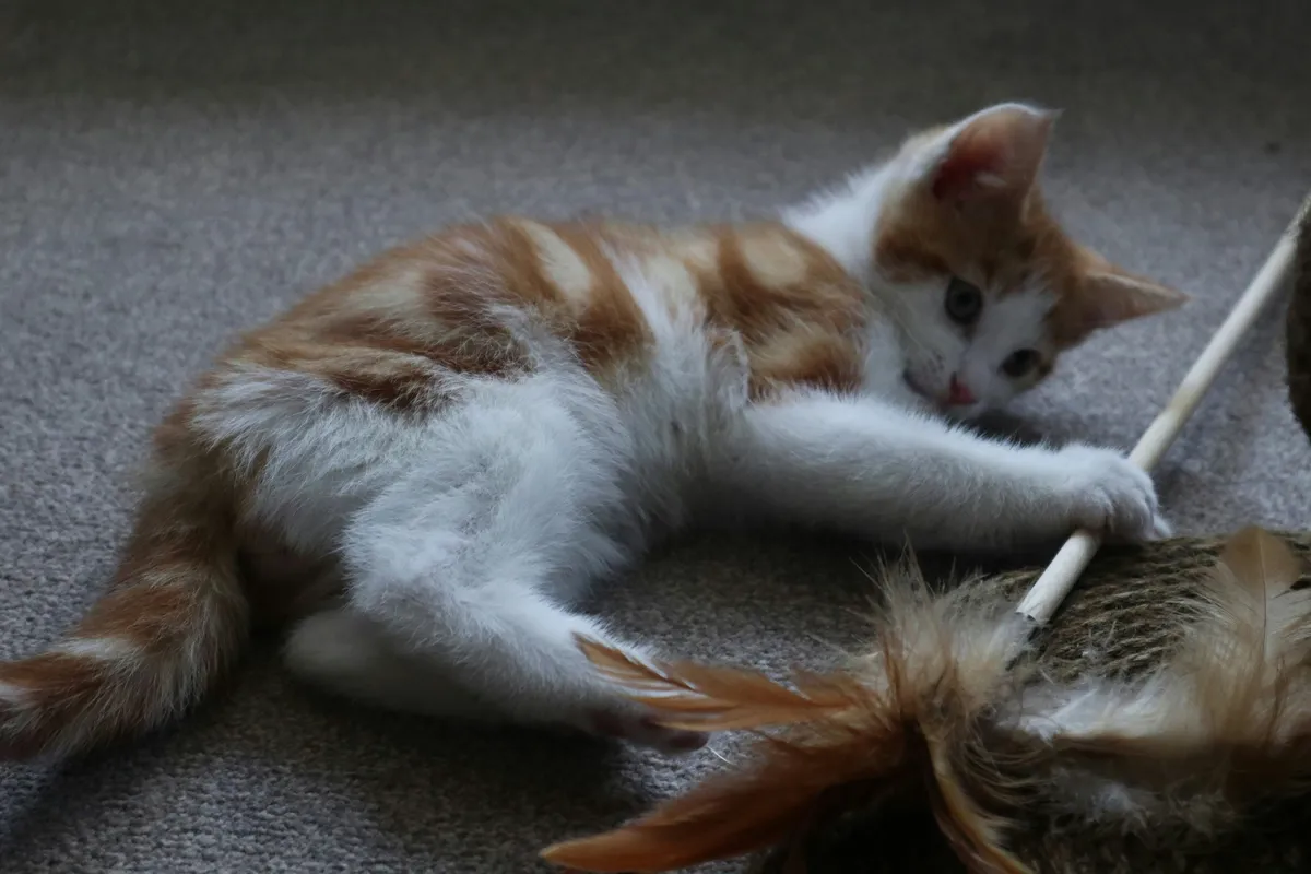 White and orange kitten lying on carpet playing with a feather wand toy