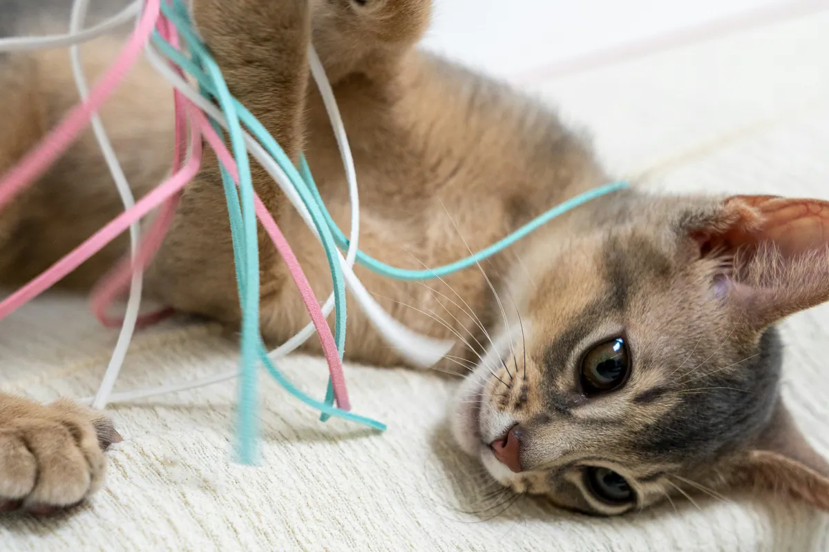 Close-up portrait of a Ragdoll cat with striking blue eyes