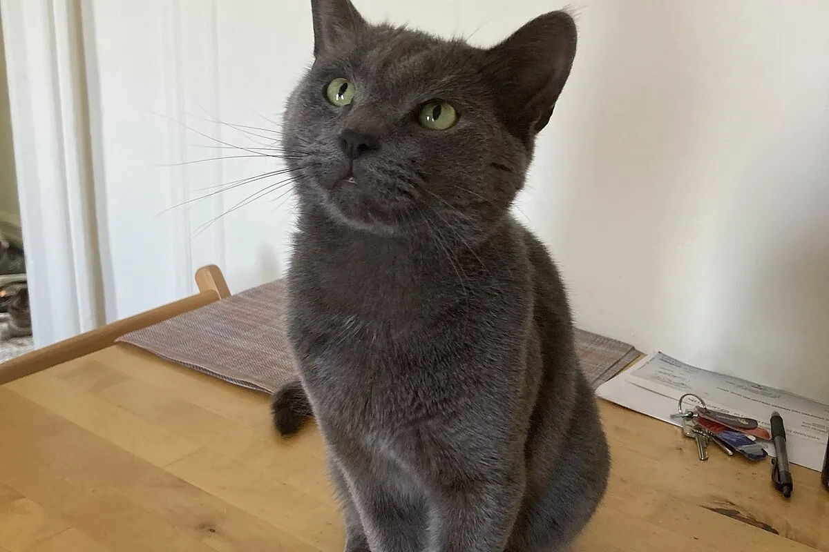 Russian Blue cat sitting upright on a wooden floor, looking up with striking green eyes