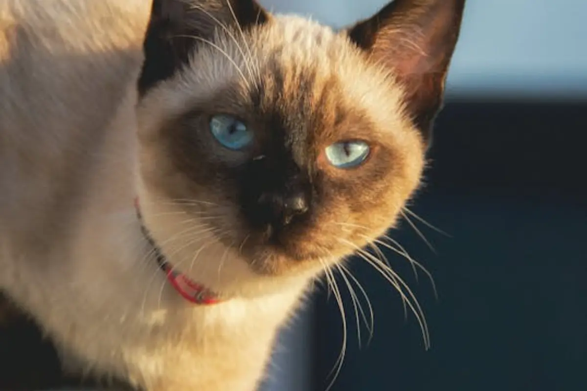 Siamese cat with bright blue eyes and seal-point coloring looking curious