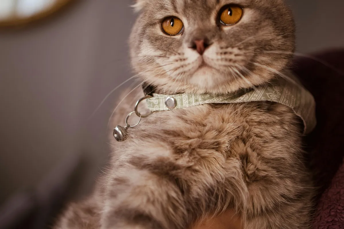 Scottish Fold cat with amber eyes wearing a collar, sitting on its owners lap being held and monitored