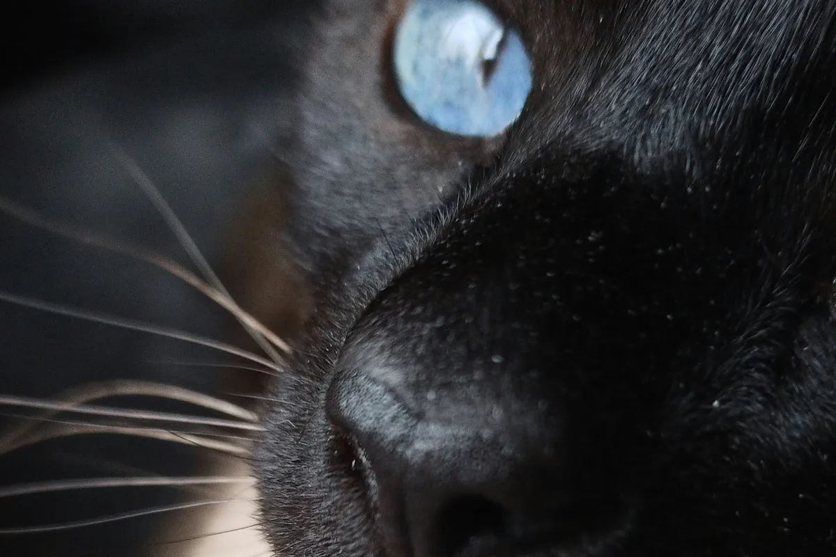 Close-up of a dark-coated cat with striking blue eyes, characteristic of the Tonkinese breed