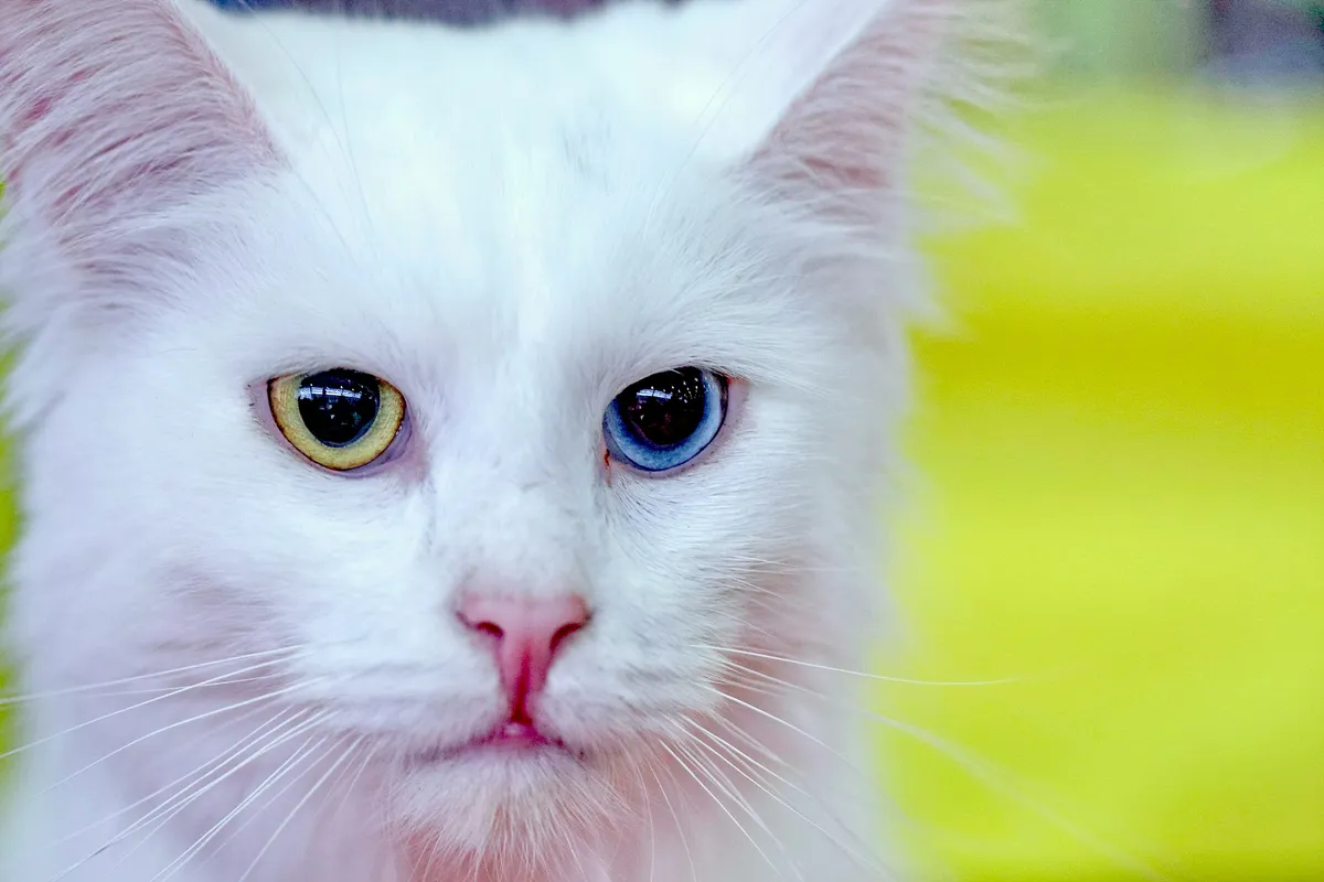 White cat with yellow eyes gazing to the side