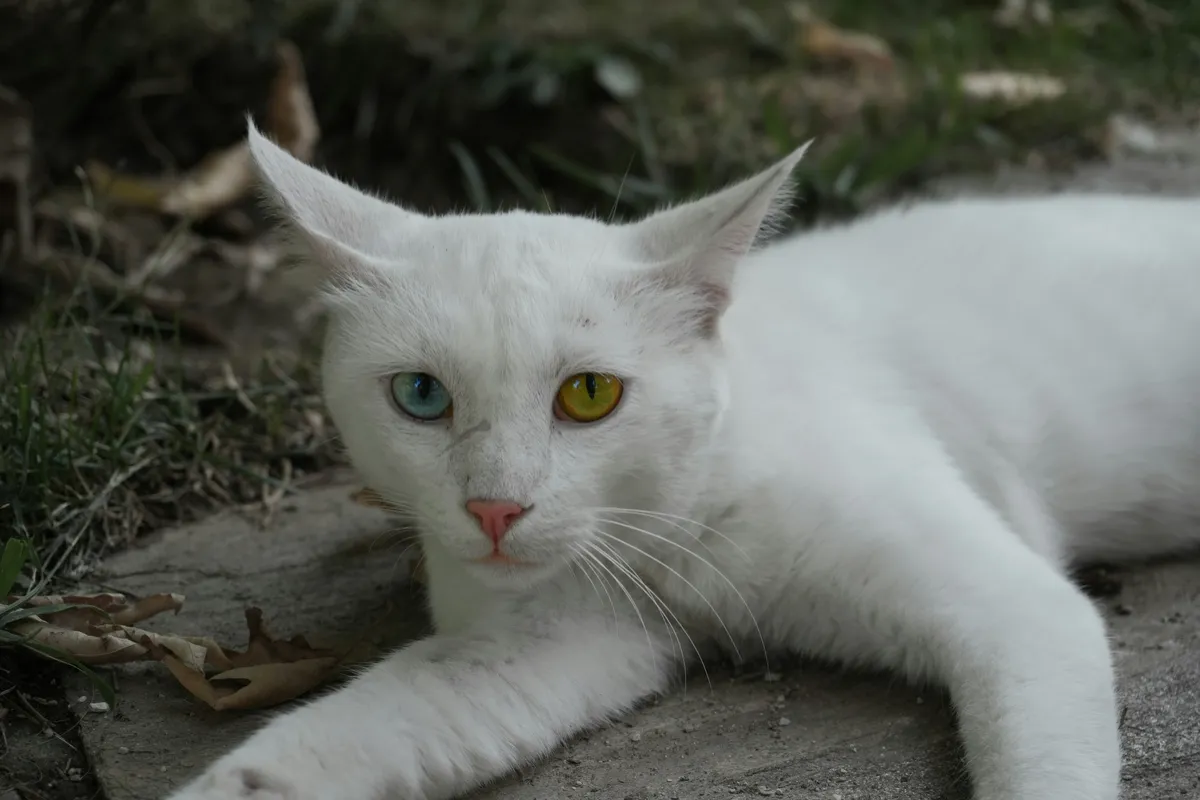 White Turkish Van cat with yellow eyes laying on the ground outdoors
