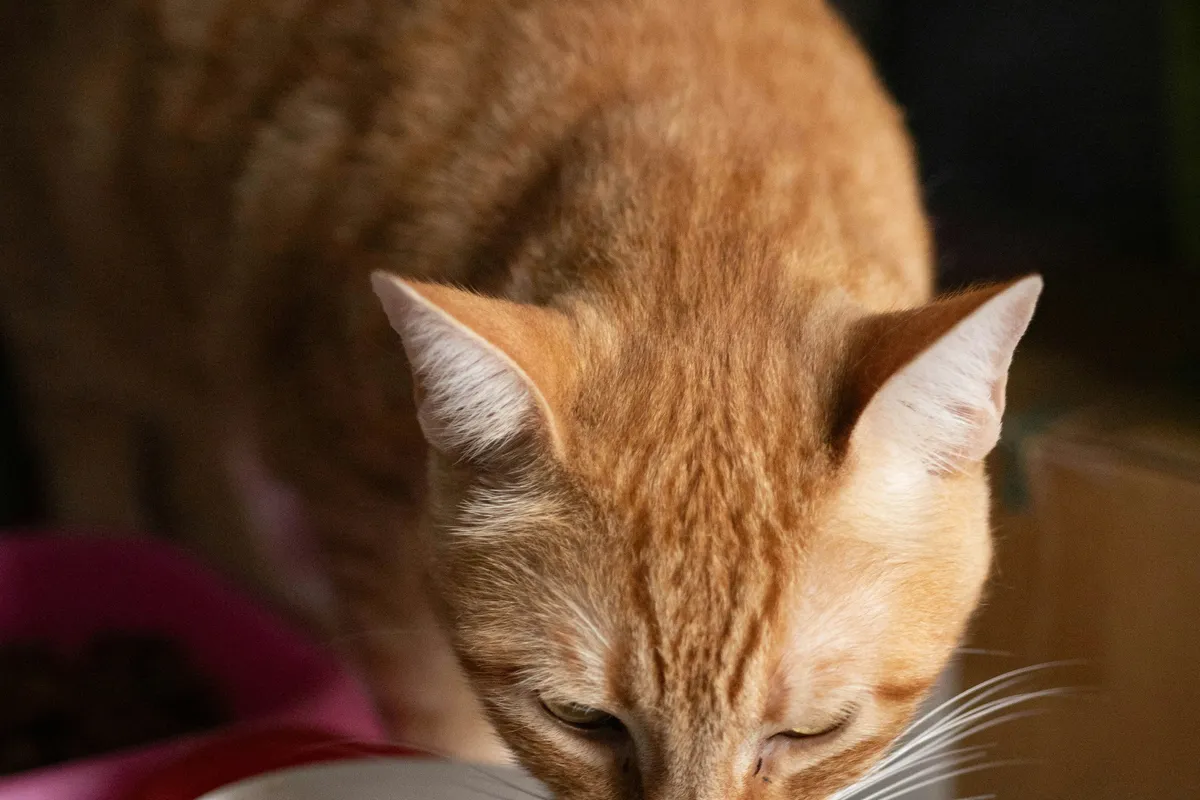Orange tabby cat eating dry kibble from a food bowl