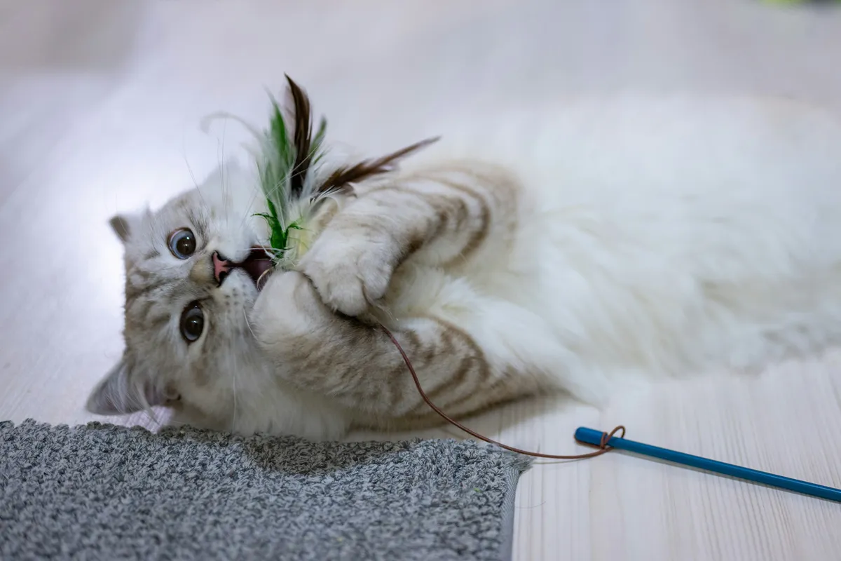 White and tabby cat lying on its side on a gray carpet, playfully biting a feather wand toy