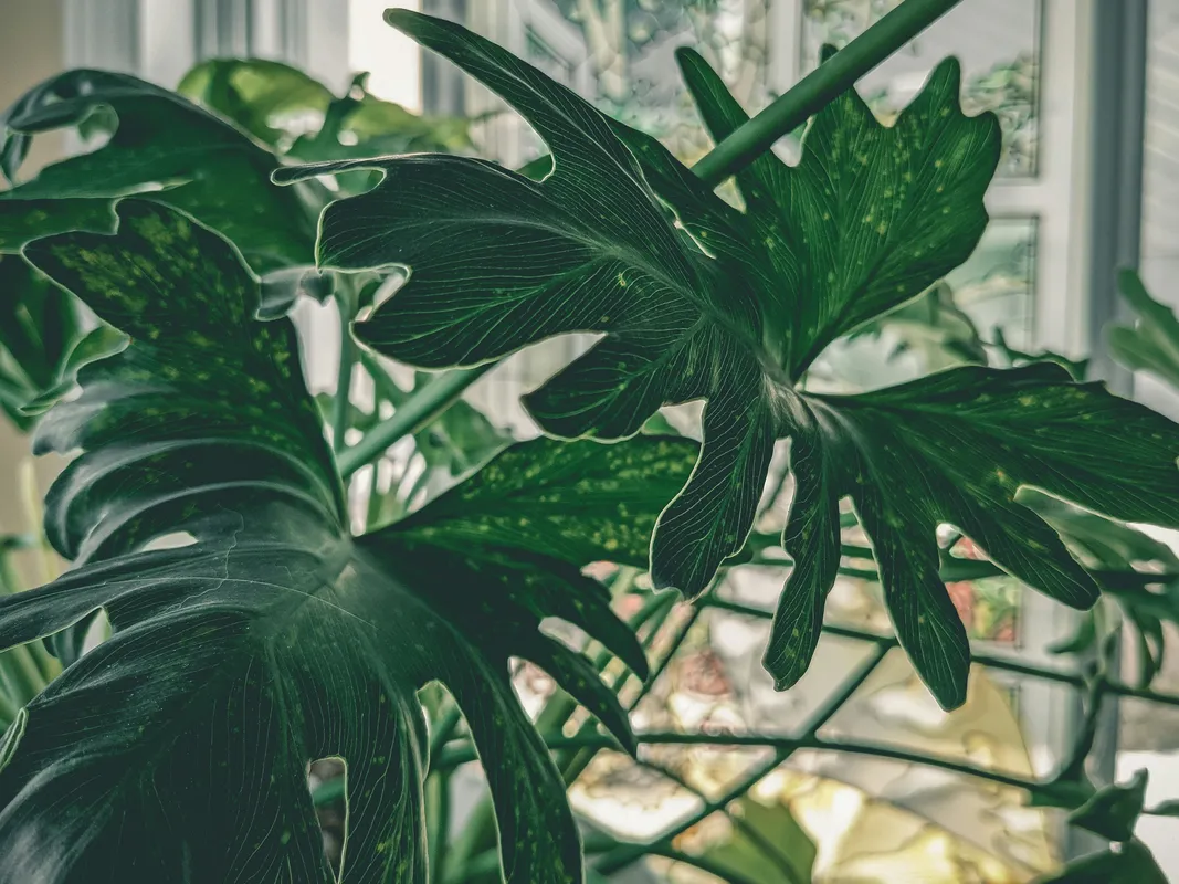 Lush green tropical houseplants including a large split-leaf philodendron growing near a bright window with natural sunlight