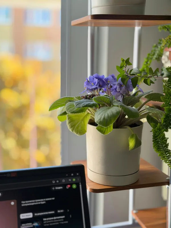 Purple-blooming African violet in a cream ceramic pot on a wooden window shelf with autumn foliage visible outside