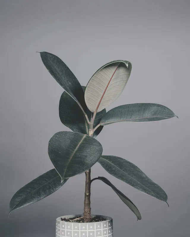 Rubber plant with dark glossy green leaves and a woody brown stem in a blue and white patterned ceramic pot against a grey background