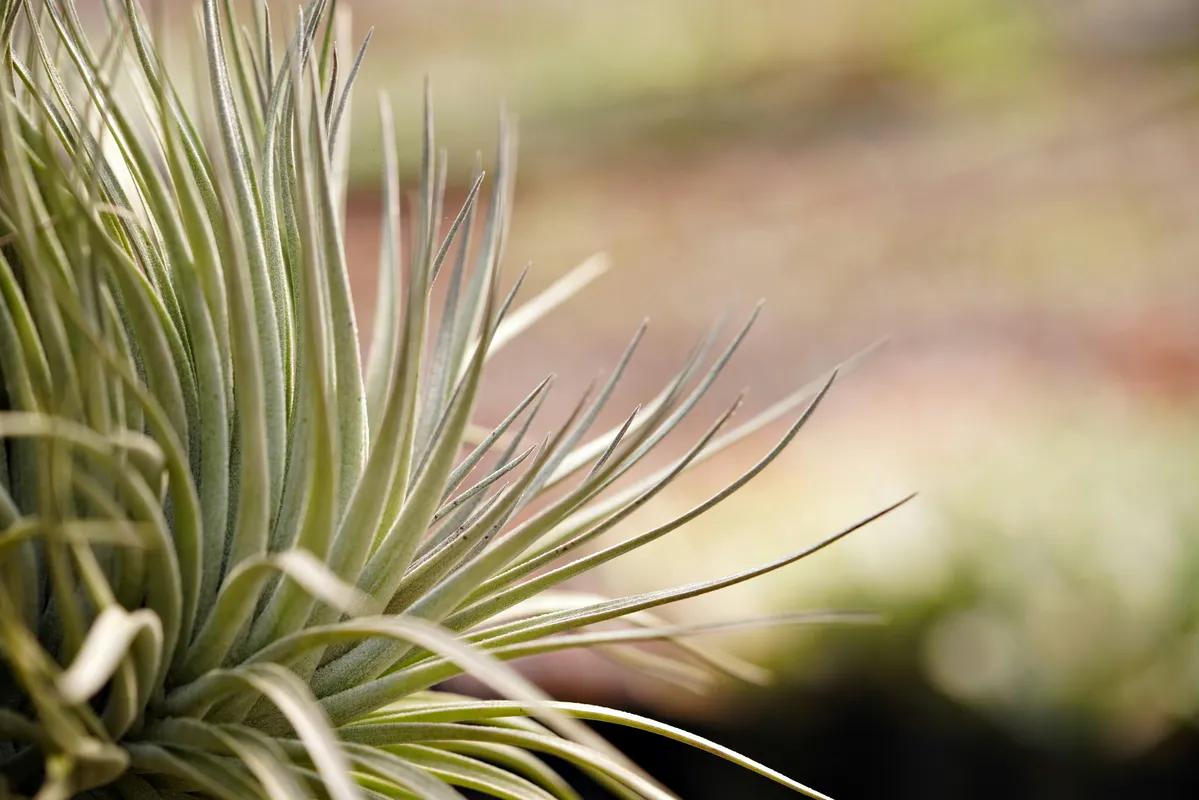 Close-up of a green tillandsia air plant with spiky leaves bathed in warm sunlight