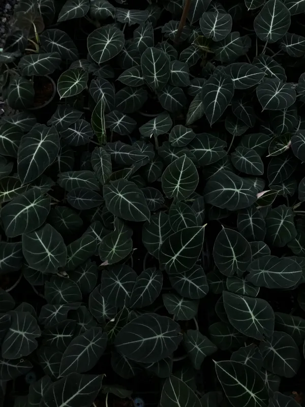 Overhead view of Alocasia Black Velvet plants showing dark velvety heart-shaped leaves with striking white veins
