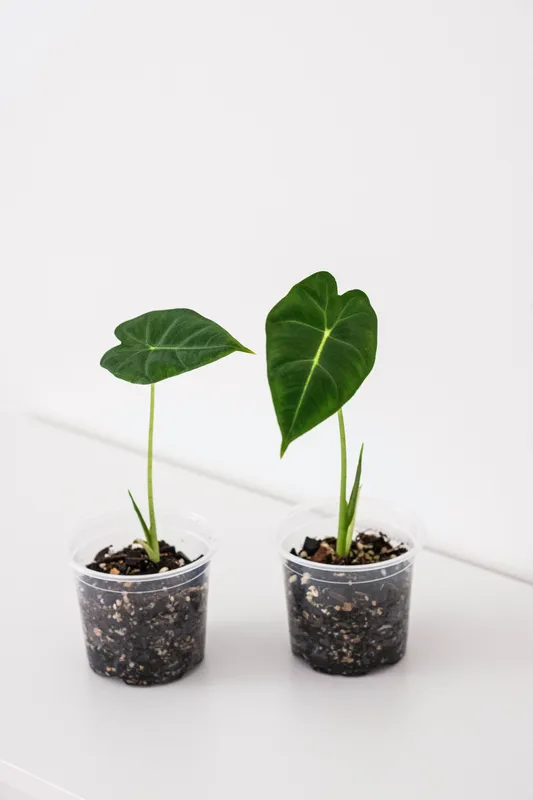 Two young Alocasia Frydek plants with dark green arrow-shaped leaves and white veins in clear pots