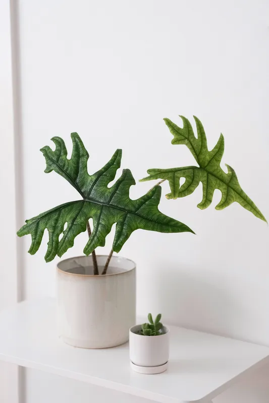 Alocasia Jacklyn plant with deeply lobed green leaves in a ceramic pot on a white shelf