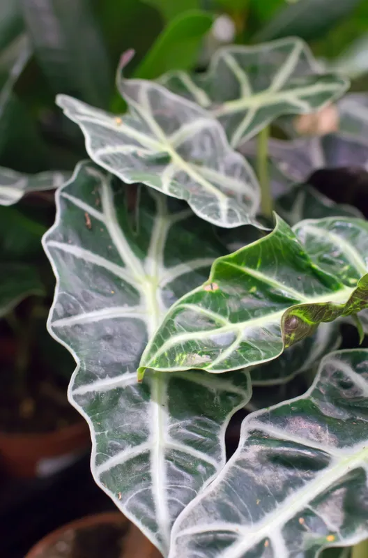 Close-up of Alocasia Maharani leaves showing silvery-grey texture with prominent white veins