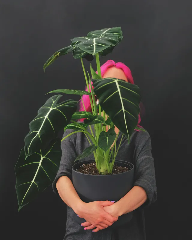 Alocasia Pink Dragon plant with dark green leaves and distinctive pink stems held in a pot