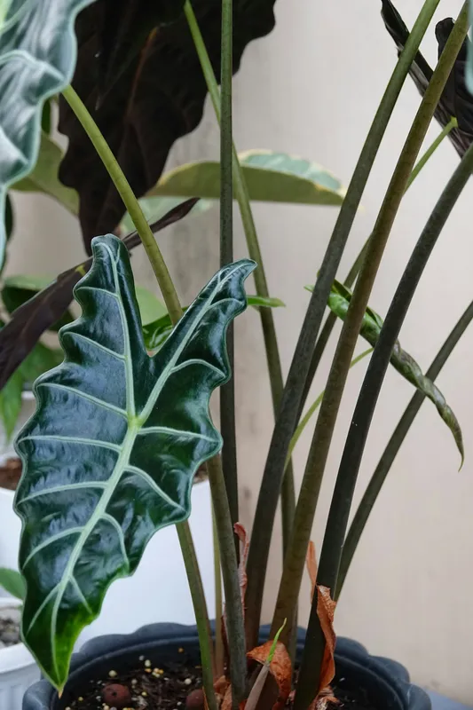 Alocasia Polly plant with dramatic dark arrow-shaped leaves and silvery-white veins in a black pot