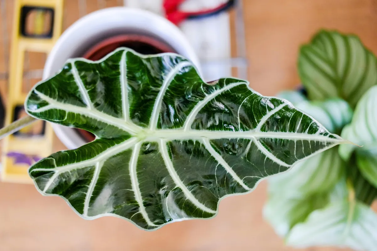 Large Alocasia Regal Shield leaf showing deep green color with prominent white veins