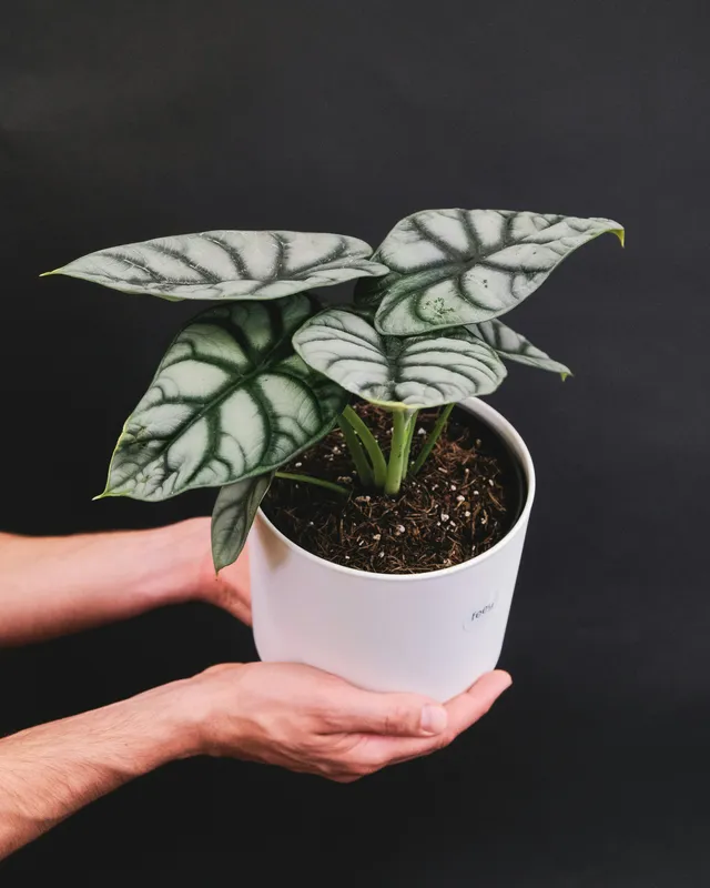 Alocasia Silver Dragon plant with silvery-white textured leaves and dark veins in a white pot